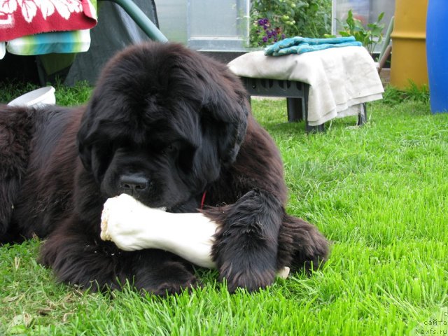 Фото: ньюфаундленд Ivan Tsarevich iz Tihogo Omuta (Иван Царевич из Тихого Омута)