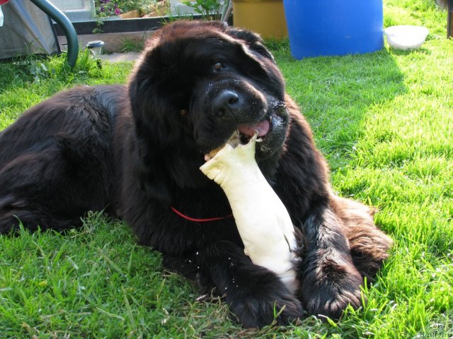 Фото: ньюфаундленд Ivan Tsarevich iz Tihogo Omuta (Иван Царевич из Тихого Омута)