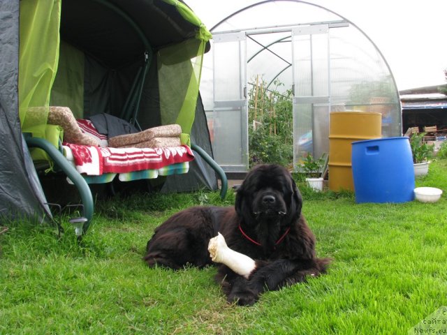 Фото: ньюфаундленд Ivan Tsarevich iz Tihogo Omuta (Иван Царевич из Тихого Омута)