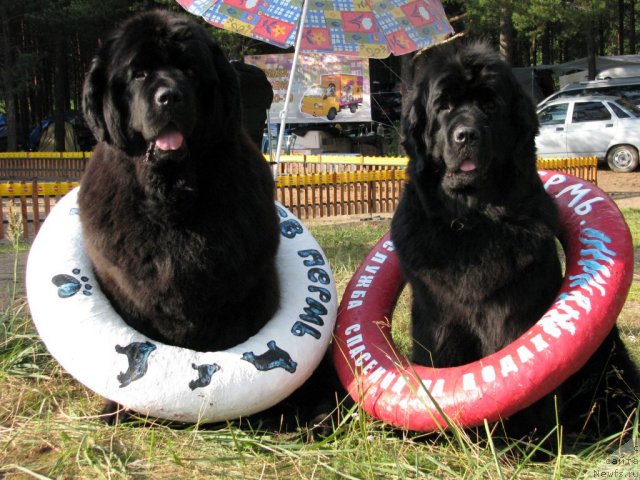 Фото: ньюфаундленд Ivan Tsarevich iz Tihogo Omuta (Иван Царевич из Тихого Омута), ньюфаундленд Istoria Lubvi iz Tihogo Omuta (История Любви из Тихого Омута)