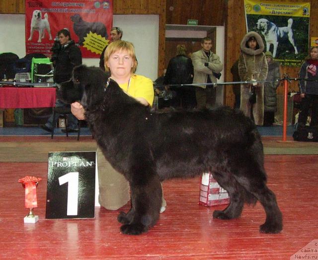 Фото: ньюфаундленд Demetra iz Medvej'ego YAra (Деметра из Медвежьего Яра), Tat'yana Abutova (Татьяна Абутова)