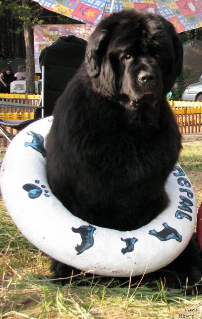 Фото: ньюфаундленд Ivan Tsarevich iz Tihogo Omuta (Иван Царевич из Тихого Омута)