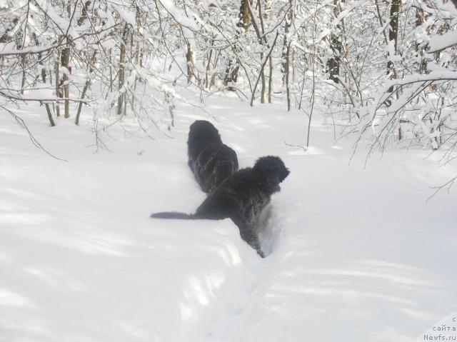 Фото: ньюфаундленд Sangriya (Сангрия), ньюфаундленд Nort Fyeys Lavanda (Норт Фэйс Лаванда)