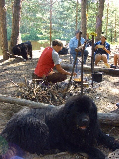 Фото: ньюфаундленд N'yufort Lunnyiy Barhat (Ньюфорт Лунный Бархат)