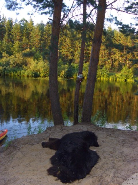 Фото: ньюфаундленд Akin Soul Sofiya (Акин Соул София)