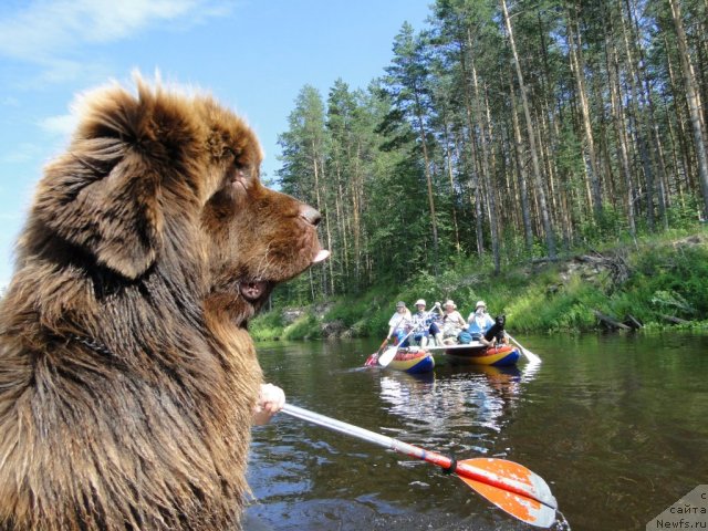 Фото: ньюфаундленд Barhatka Roskoshnaya (Бархатка Роскошная)