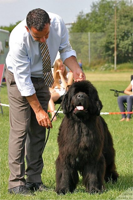 Фото: ньюфаундленд Bears Cove Ghost
