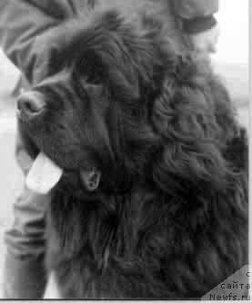 Фото: ньюфаундленд Amoradas Lover Boy