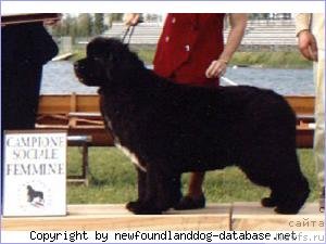 Фото: ньюфаундленд Quincy Rubin Rouge di Borgoleonardo