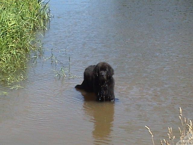 Фото: ньюфаундленд Imir (Имир)