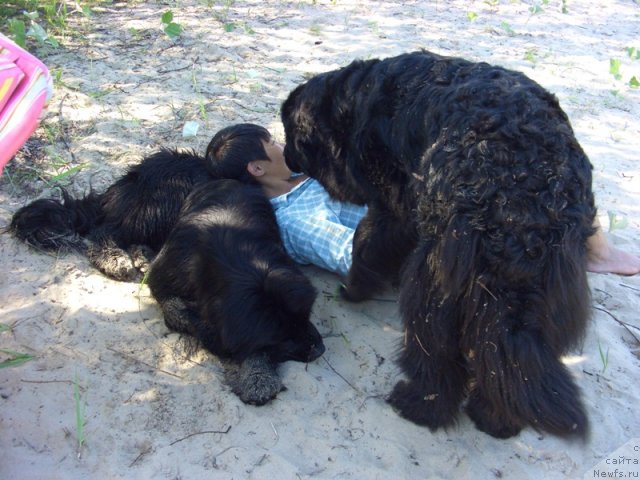 Фото: ньюфаундленд Lesnaya Skazka Lunnaya Sonata (Лесная Сказка Лунная Соната), Galiya Gizatullina (Галия Гизатуллина)