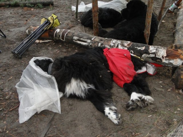 Фото: ньюфаундленд Blestyaschaya Brina (Блестящая Брина)