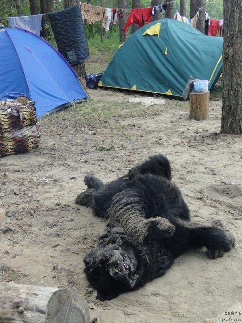 Фото: ньюфаундленд Lesnaya Skazka Lunnaya Sonata (Лесная Сказка Лунная Соната)