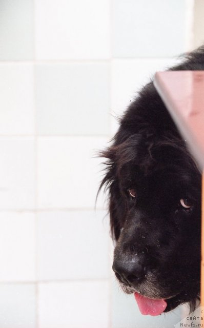 Фото: ньюфаундленд Miron (Мирон)