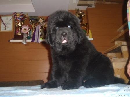 Фото: ньюфаундленд S'Nezhnaya Vjuga Armando Parusso (С'Нежная Вьюга Армандо Паруссо)