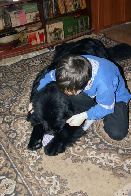 Фото: ньюфаундленд Ygan s Toyanova Gorodka (Юган с Тоянова Городка)