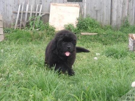 Фото: ньюфаундленд S'Nezhnaya Vjuga Armando Parusso (С'Нежная Вьюга Армандо Паруссо)