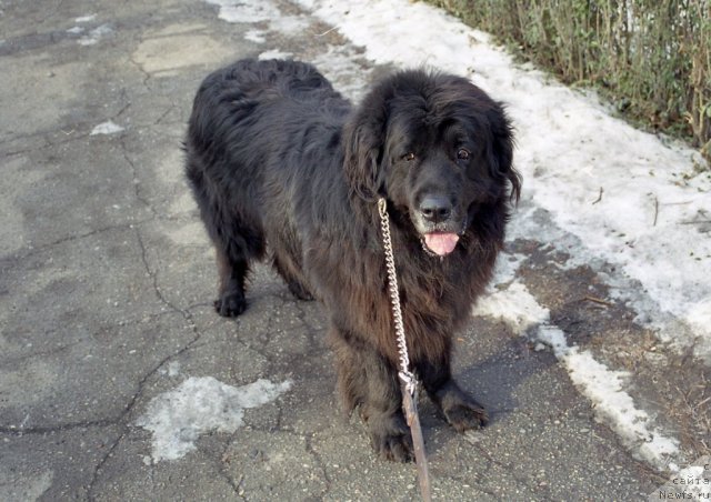 Фото: ньюфаундленд Miron (Мирон)