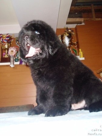 Фото: ньюфаундленд S'Nezhnaya Vjuga Armando Parusso (С'Нежная Вьюга Армандо Паруссо)