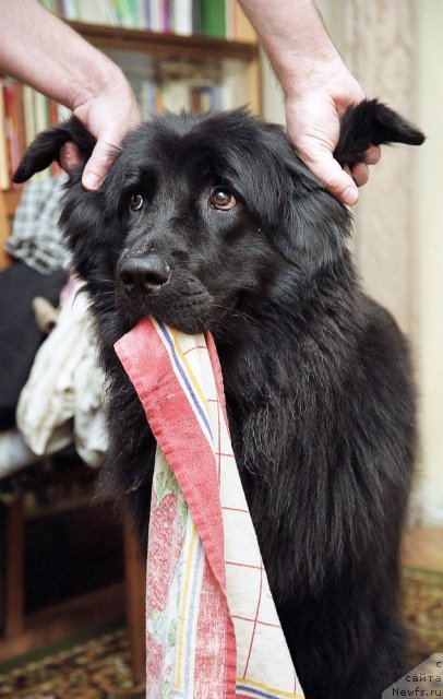 Фото: ньюфаундленд Vojdi Atlantidyi Gabbi (Вожди Атлантиды Габби)