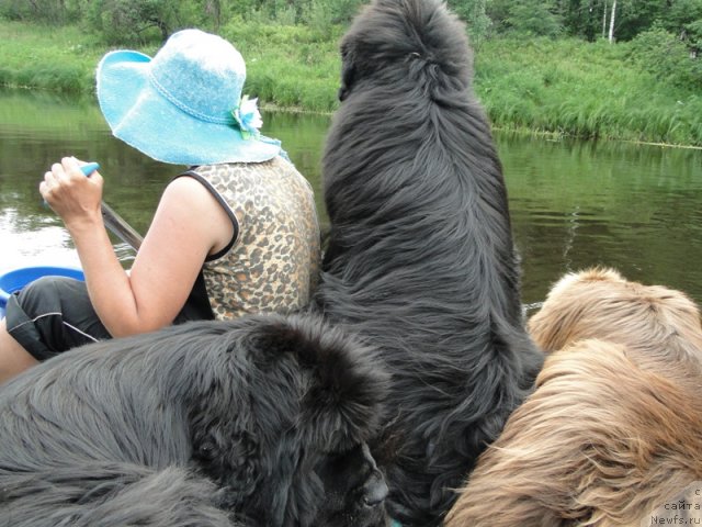 Фото: ньюфаундленд Barhatka Roskoshnaya (Бархатка Роскошная), ньюфаундленд N'yufort Lunnyiy Barhat (Ньюфорт Лунный Бархат), ньюфаундленд Baloven' Sud'byi (Баловень Судьбы), Svetlana Permyakova (Светлана Пермякова)