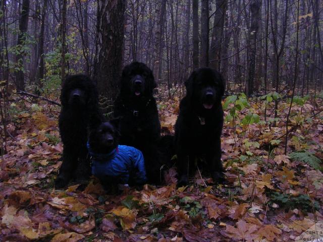Фото: ньюфаундленд Amulet Lyubvi i Schastya (Амулет Любви и Счастья), ньюфаундленд Sangriya (Сангрия), ньюфаундленд Nort Fyeys Lavanda (Норт Фэйс Лаванда)