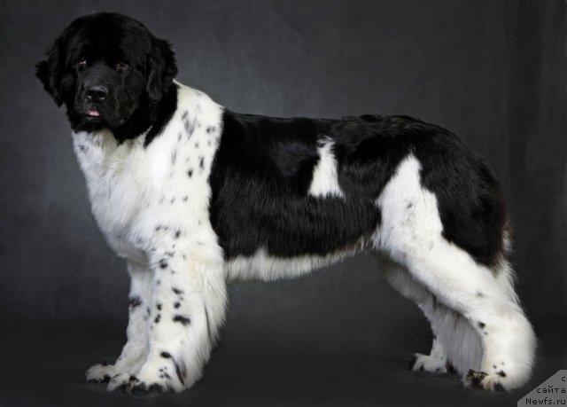 Фото: ньюфаундленд Piternyuf Prodigy (Питерньюф Продижи)