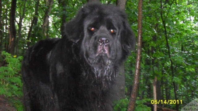 Фото: ньюфаундленд Roksana Ledi Sovershenstvo (Роксана Леди Совершенство)