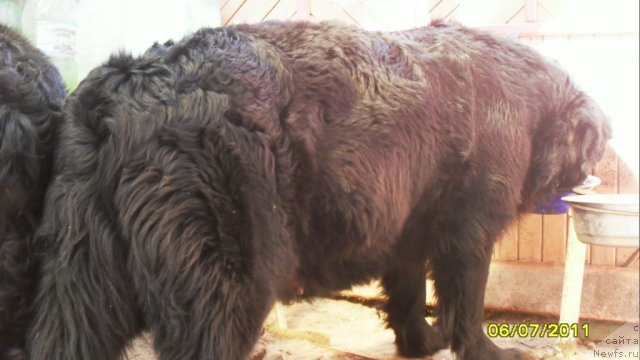 Фото: ньюфаундленд Roksana Ledi Sovershenstvo (Роксана Леди Совершенство)