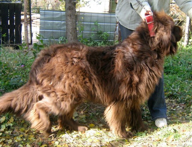 Фото: ньюфаундленд Lui Filipp (Луи Филипп)