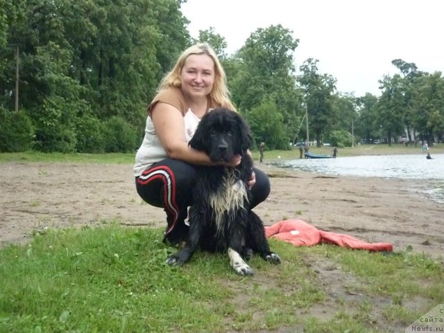 Фото: ньюфаундленд Piternyuf Enigma (Питерньюф Енигма)