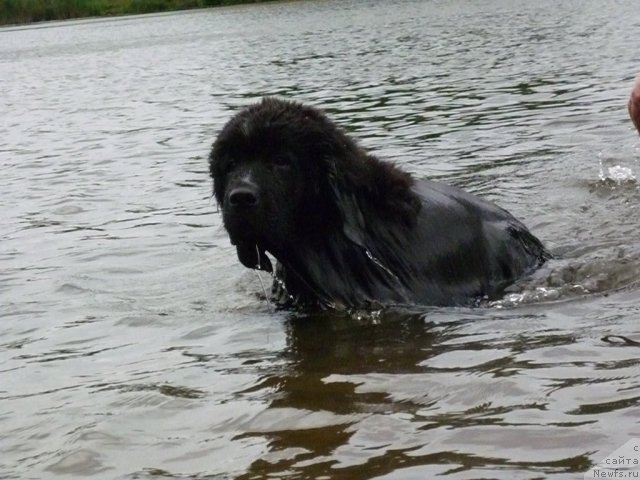 Фото: ньюфаундленд Piternyuf Enigma (Питерньюф Енигма)