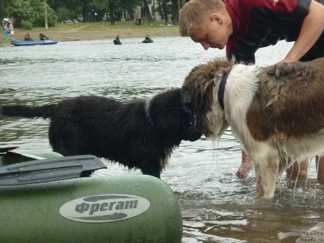 Фото: ньюфаундленд La Bellas Goliath