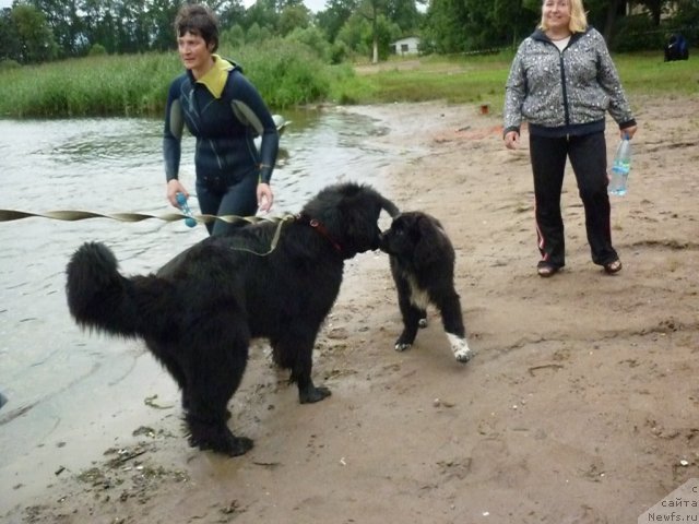 Фото: ньюфаундленд Piternyuf Enigma (Питерньюф Енигма), ньюфаундленд Funnewf Uletnaya Devchenka (Фанньюф Улетная Девчонка)