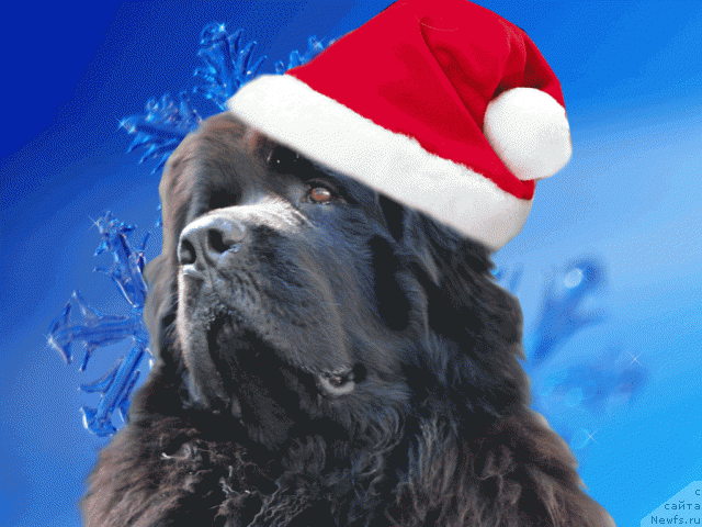 Фото: ньюфаундленд CHansi iz Zolotogo Treugol'nika (Чанси из Золотого Треугольника)