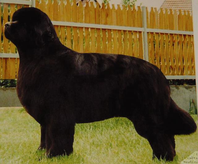 Фото: ньюфаундленд Africa from Bomberland