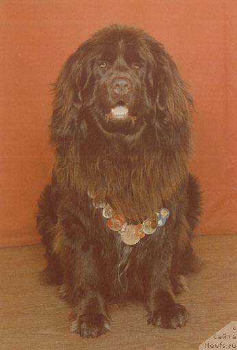Фото: ньюфаундленд Juan iz Krasnogo YAra (Жуан из Красного Яра)