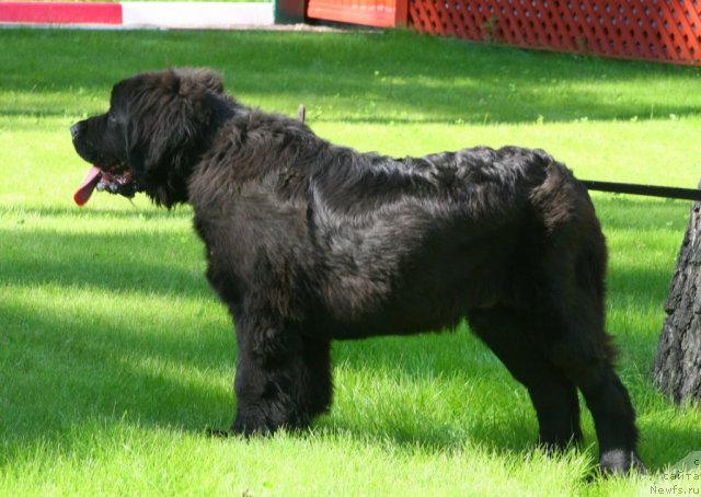 Фото: ньюфаундленд Uluvatu Devi Dan (Улувату Деви Дан)