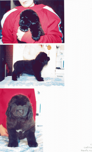 Фото: ньюфаундленд Sent Djons Duglas (Сент Джонс Дуглас)