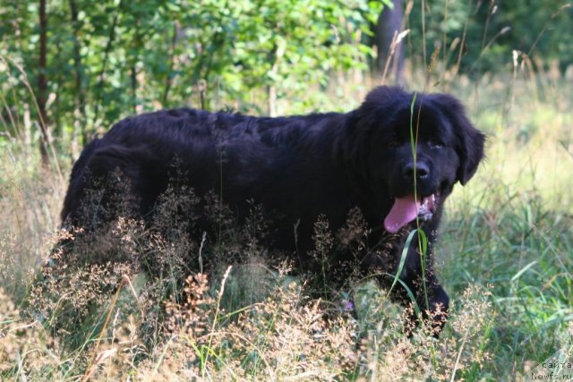 Фото: ньюфаундленд Uluvatu Devi Dan (Улувату Деви Дан)