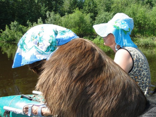 Фото: ньюфаундленд Barhatka Roskoshnaya (Бархатка Роскошная), Svetlana Permyakova (Светлана Пермякова)