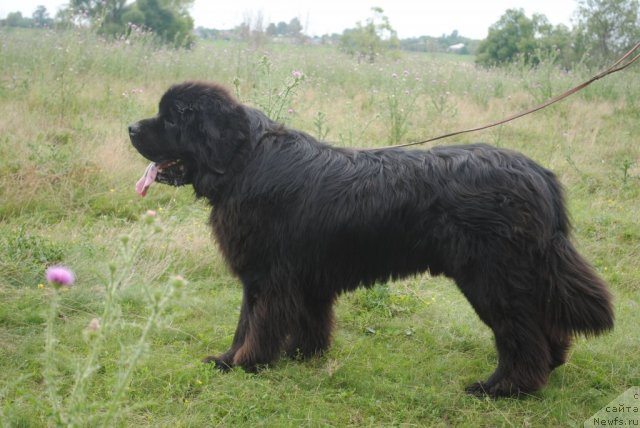 Фото: ньюфаундленд Sent Djons Ubertino (Сент Джонс Убертино)