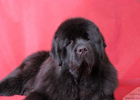 Фото: ньюфаундленд Super Premium Ask Mi From YEksklyuziv (Супер Премиум Аск Ми Фром Эксклюзив)