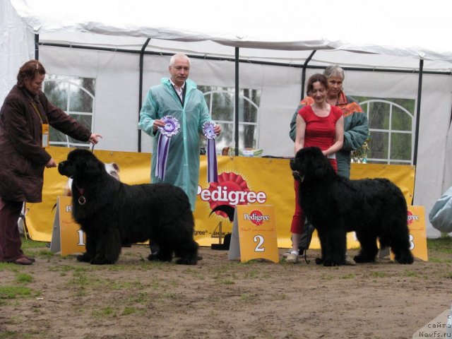 Фото: ньюфаундленд Vell Spirit Lillit (Велл Спирит Лилит), ньюфаундленд Galant Syer Gamil'ton (Галант Сэр Гамильтон)
