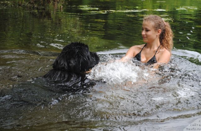 Фото: ньюфаундленд Slavjanka s Berega Dona (Славянка с Берега Дона), Ира