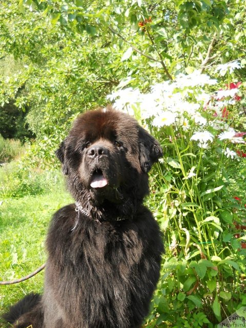 Фото: ньюфаундленд Fann'yuf Oligarh Litavr (Фанньюф Олигарх Литавр)