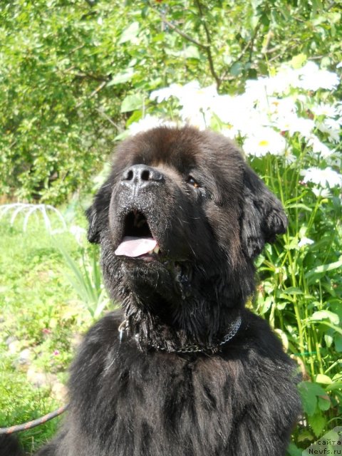 Фото: ньюфаундленд Fann'yuf Oligarh Litavr (Фанньюф Олигарх Литавр)