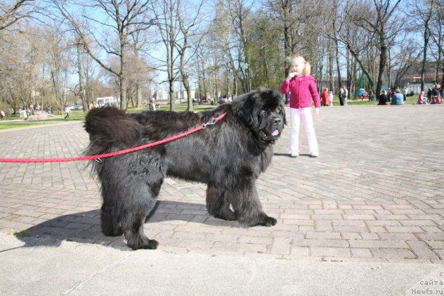 Фото: ньюфаундленд Gimenej Golden Star