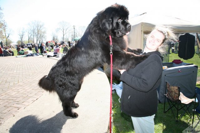 Фото: ньюфаундленд Gimenej Golden Star, Elena Rozenfel'd (Елена Розенфельд)