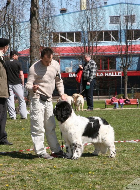 Фото: ньюфаундленд Akvian Song Zero Graviti (Аквиан Сонг Зеро Гравити), Aleksandr Rozenfel'd (Александр Розенфельд)
